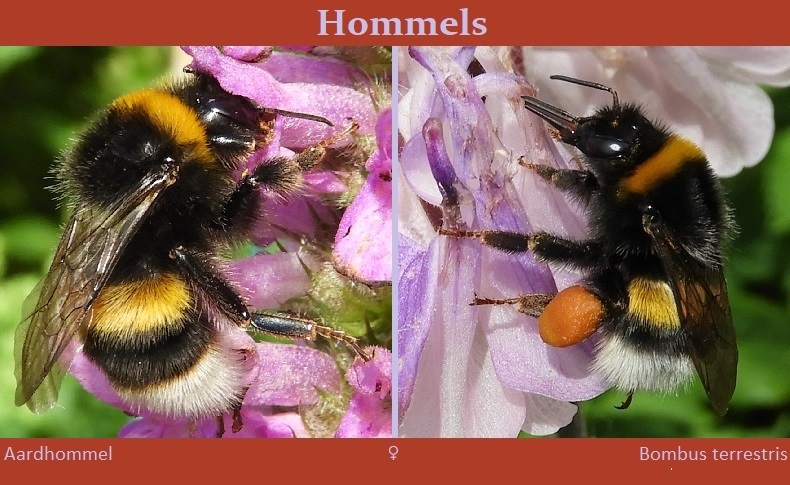 Aardhommel
