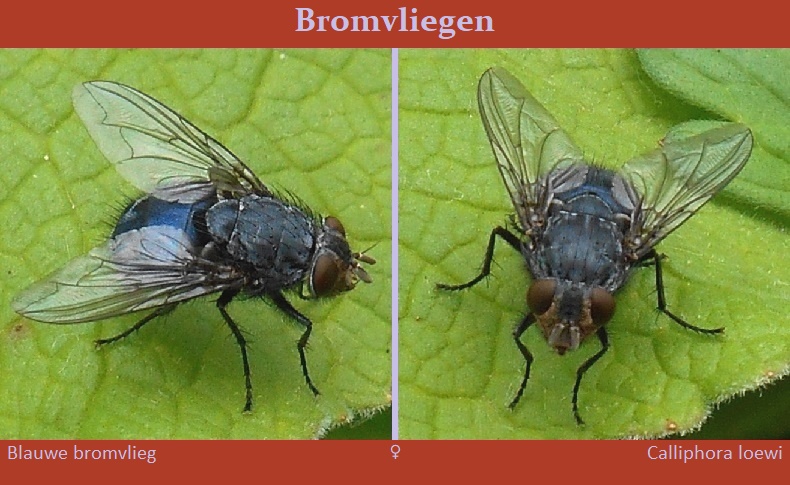 Blauwe bromvlieg